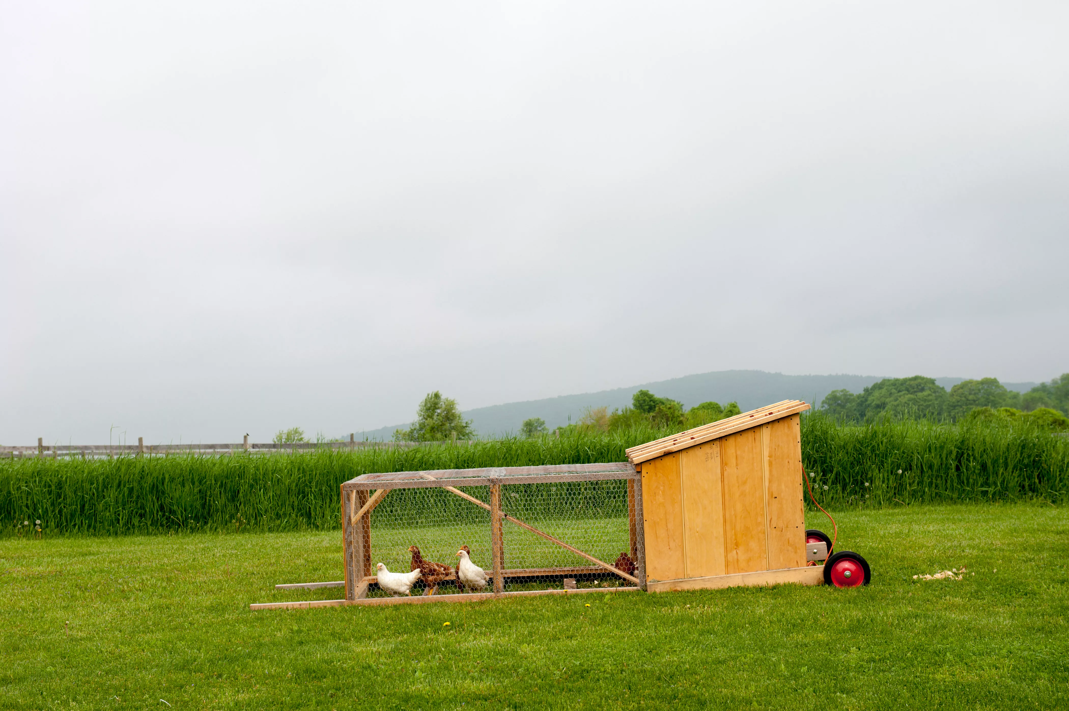 Chicken tractor